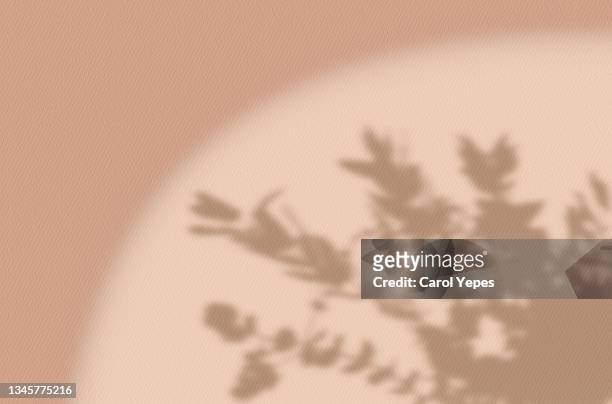 blurred flowers shadow wall pastel beige background. - florals stock-fotos und bilder