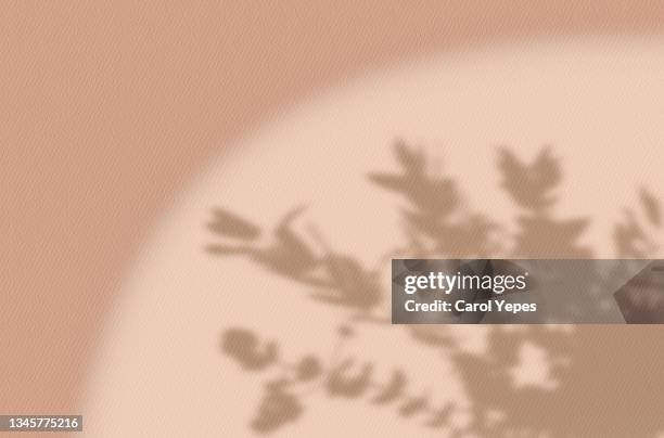 59 241点の花 影のストックフォト Getty Images 59 241点の花 影のストックフォト Getty Images