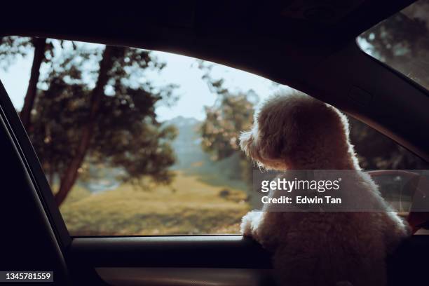 a toy poodle looking through the car window when cruising on sunday morning at rural scene road trip - road trip dog stock pictures, royalty-free photos & images