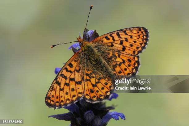 pearl-bordered fritillary - papillon fritillaire photos et images de collection