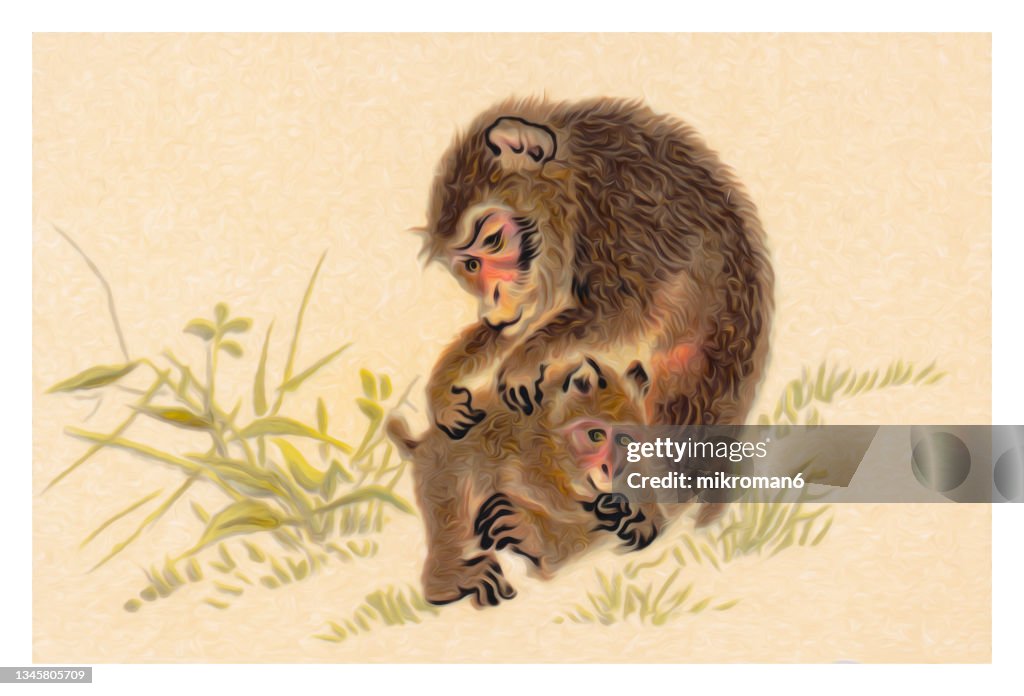 Old chromolithograph illustration of japanese art - Monkey with cub (19th century)