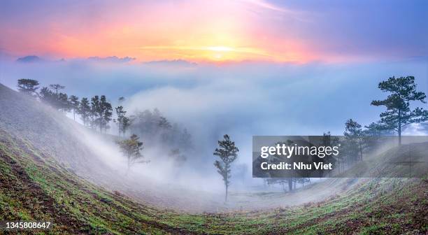 the pine forest is on high - dalat stock pictures, royalty-free photos & images