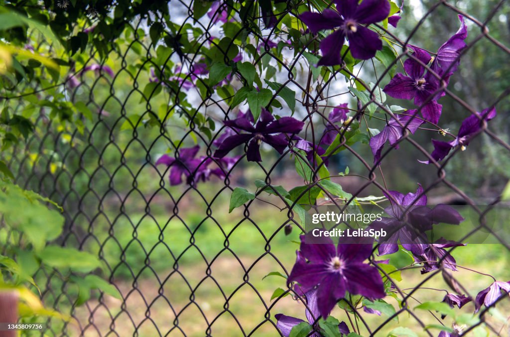 Bright clematis flowers, close-up photo