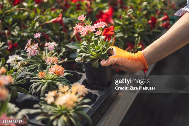 florist picking out the prettiest flower from the nursery - tuincentrum stockfoto's en -beelden