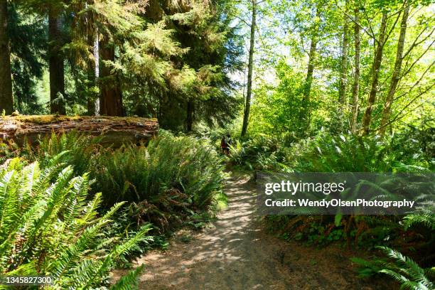 in the hoh rain forest - hoh rainforest stock pictures, royalty-free photos & images