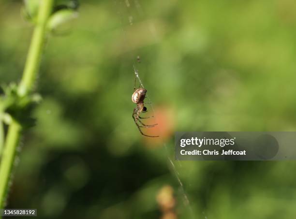 garden spider - aranha de jardim - fotografias e filmes do acervo