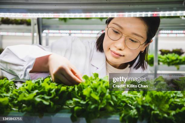 agricultural researchers monitoring vegetables in a hydroponic greenhouse - agriculture innovation stock-fotos und bilder