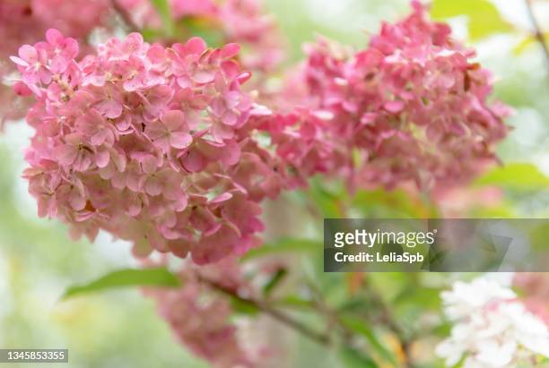 hydrangea inflorescences, close-up photo - panicle hydrangea stock pictures, royalty-free photos & images
