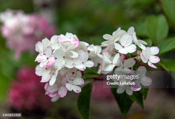 hydrangea inflorescences, close-up photo - panicle hydrangea stock pictures, royalty-free photos & images