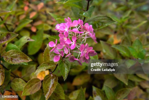 hydrangea inflorescences, close-up photo - panicle hydrangea stock pictures, royalty-free photos & images