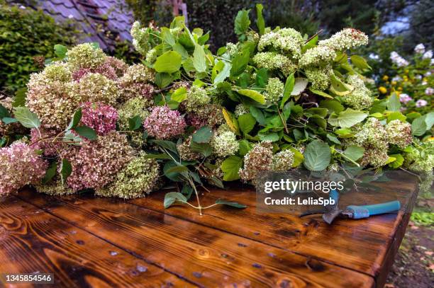 pruning hydrangea bushes - dead garden stock pictures, royalty-free photos & images