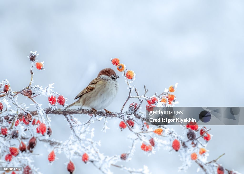 Illustration A frozen sparrow sits on a