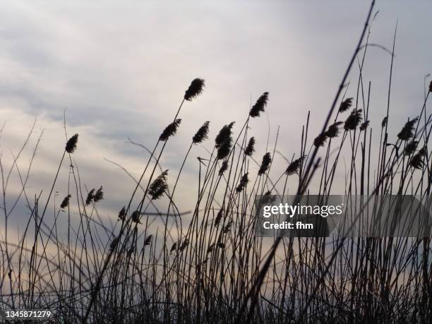 autumn grass - marram grass stock pictures, royalty-free photos & images