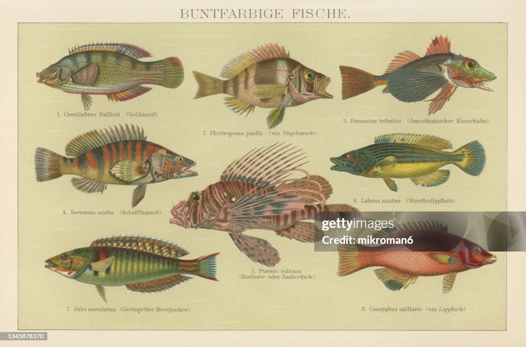 Old chromolithograph illustration of Tropical Fish