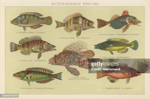 old chromolithograph illustration of tropical fish - cuckoo wrasse stock pictures, royalty-free photos & images