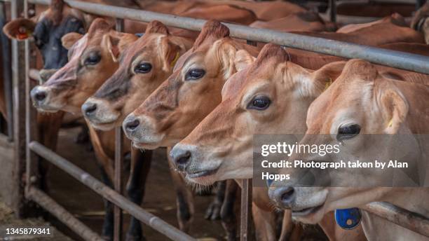 row of jersey cows - jersey cattle stock pictures, royalty-free photos & images