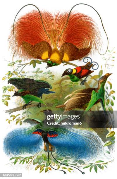 old engraved illustration of bird-of-paradise - bird of paradise bird stock pictures, royalty-free photos & images