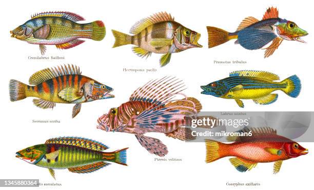 old chromolithograph illustration of tropical fish - cuckoo wrasse stock pictures, royalty-free photos & images