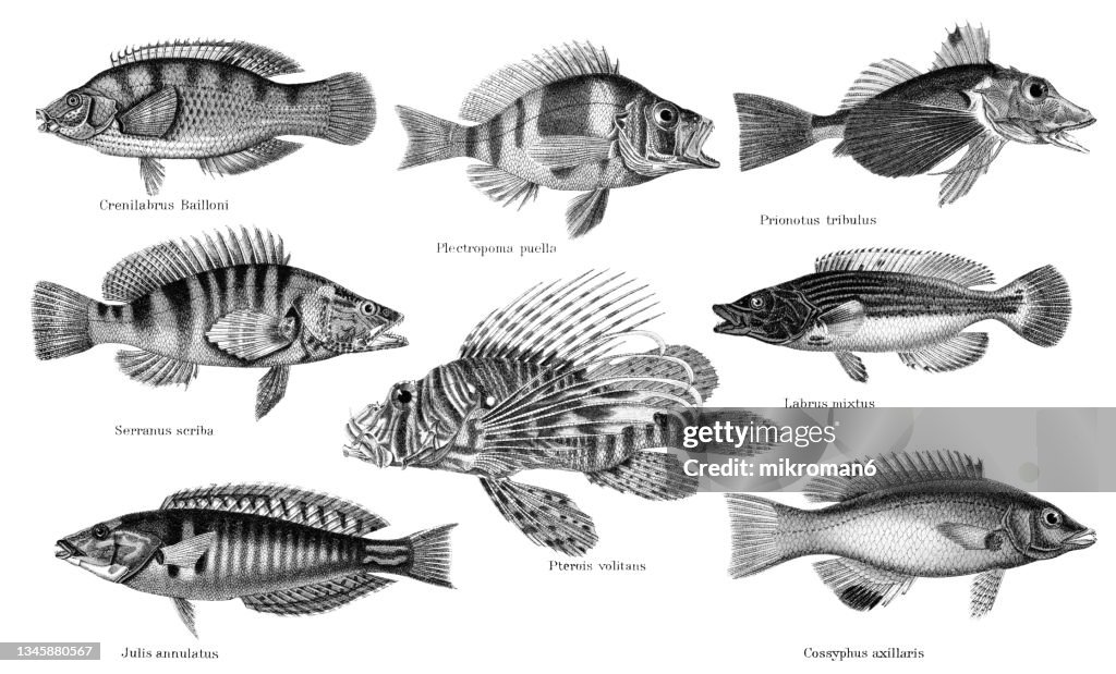 Old chromolithograph illustration of Tropical Fish