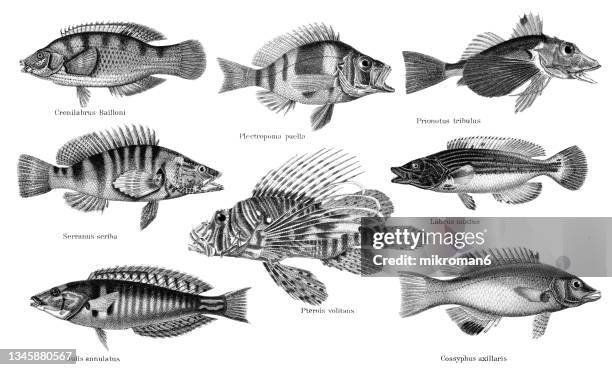 old chromolithograph illustration of tropical fish - cuckoo wrasse stock pictures, royalty-free photos & images