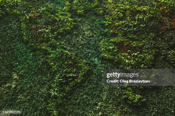 map of the world made by plants on wall - singapore map stock-fotos und bilder