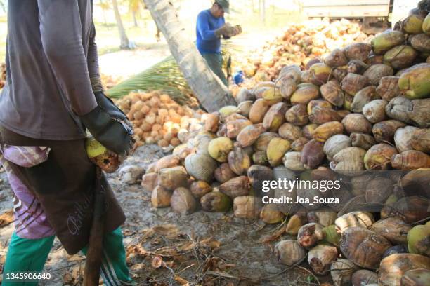 coconut harvest in bahia - tropical fruit stock pictures, royalty-free photos & images