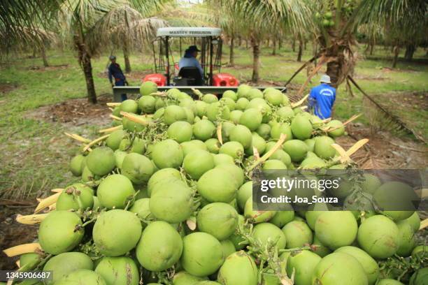 coconut harvest in bahia - tropical fruit stock pictures, royalty-free photos & images