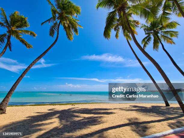 praia e coqueiros em maceió, nordeste do brasil - maceió imagens e fotografias de stock