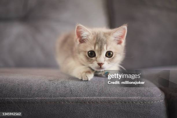 kitten british cat looking at camera - kitten stockfoto's en -beelden