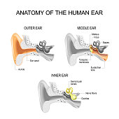 Ear anatomy.  Close-up of human ear structure.