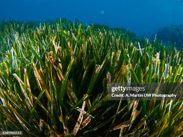 neptune grass (posidonia oceanica) - zeegras stockfoto's en -beelden