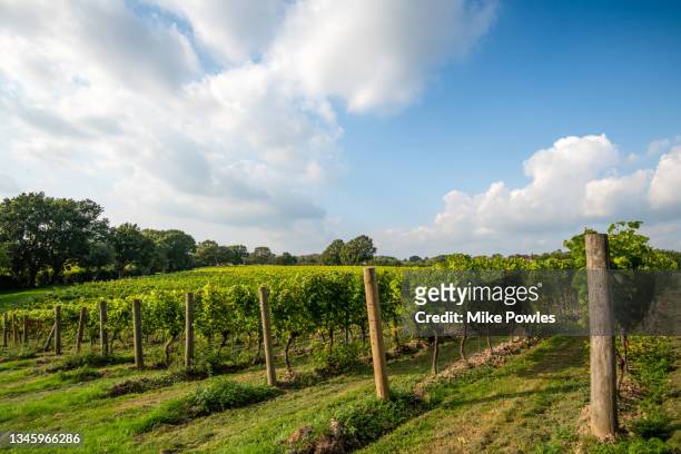 vineyard,  red grapes on vine. kent.uk - ashford kent stock pictures, royalty-free photos & images