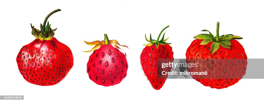 Old chromolithograph illustration of strawberries