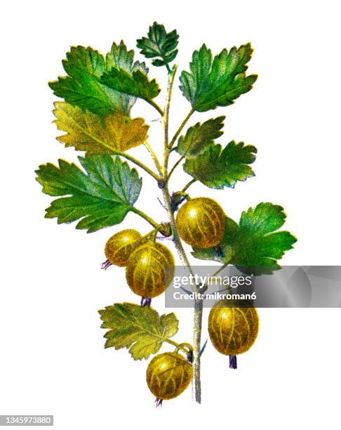 old chromolithograph illustration of gooseberry plant - stachelbeere stock-fotos und bilder