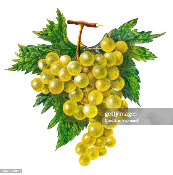 old chromolithograph illustration of white grape vine - white grape ストックフォトと画像