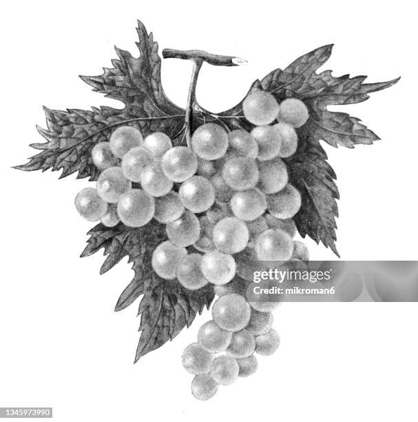 old chromolithograph illustration of white grape vine - grapes on vine stockfoto's en -beelden
