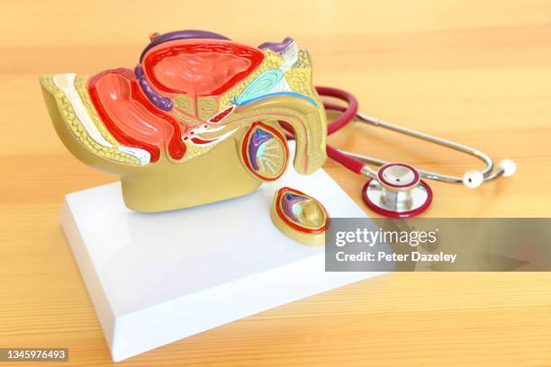 anatomical teaching model of penis/male sexual organs - cancer de piel stockfoto's en -beelden