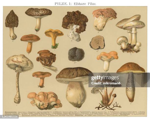 old engraved illustration of a edible fungi, mushrooms - edible mushroom stock-fotos und bilder