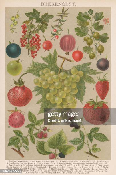 old chromolithograph illustration of berry fruits - blackberry fruit pattern stock pictures, royalty-free photos & images