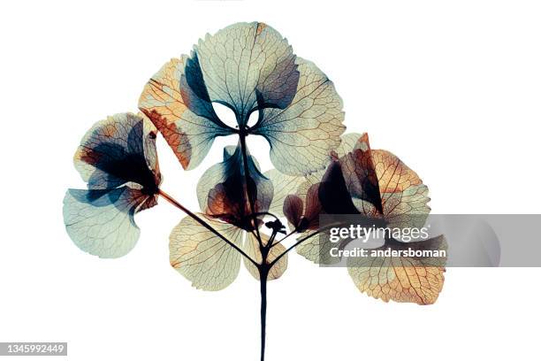 hortensia de flor seca prensada y seca aislada sobre fondo blanco - bicolor color fotografías e imágenes de stock