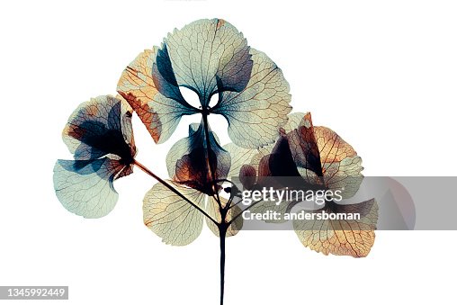 Ortensia a fiore secco pressata ed essiccata Isolata su fondo bianco Ortensia a fiore secco pressata ed essiccata Isolata su fondo bianco