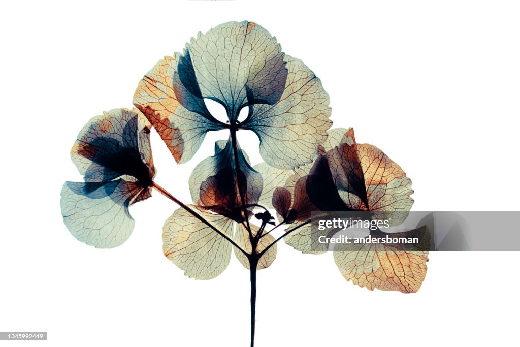 Pressed and dried dry flower hydrangea Isolated on white background