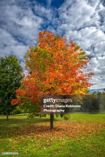 maple tree changing colors in the fall near montgomery in northern vermont - cambiar-de-color fotografías e imágenes de stock