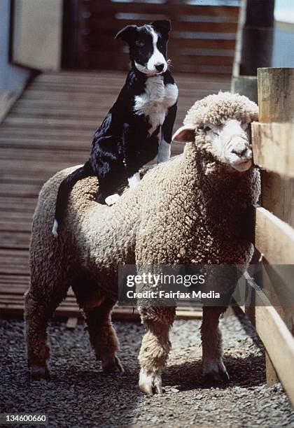 Thief Riding Sheep Sheep Industry Gallery Photos and Premium High Res Pictures - Getty Images