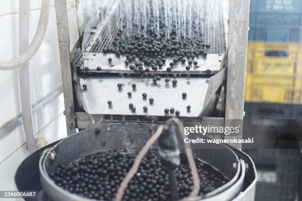 acai fruits being sieved and pre-washed for pulp extraction - acai stock pictures, royalty-free photos & images