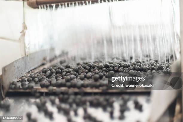 acai fruits being sieved and pre-washed for pulp extraction - sieve stock pictures, royalty-free photos & images