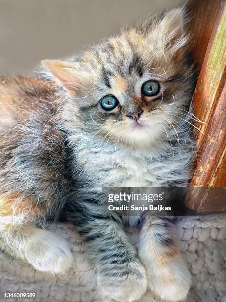 cute kitten - chat persan photos et images de collection