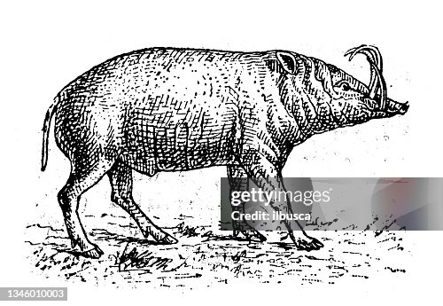 Antique illustration: Babirusa Antique illustration: Babirusa