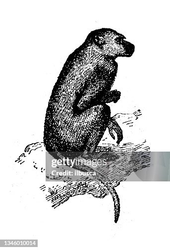 Antique illustration: Baboon Antique illustration: Baboon