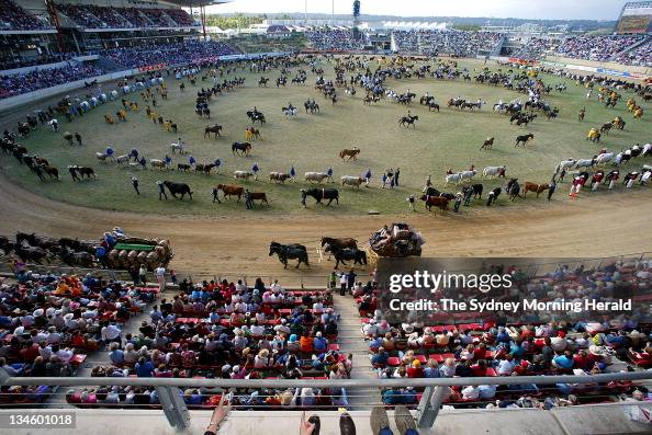 Easter Show Rodeo The Royal Easter Show grand parade and official opening on Tuesday 15 ...